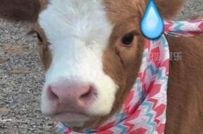 娱乐吃瓜酱搞笑,笑料百出！娱乐吃瓜酱带你领略搞笑瞬间