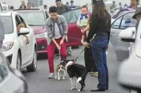 娱乐吃瓜酱遛狗小说下载,小说世界里的欢乐与温情