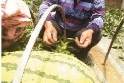 吃瓜说娱乐大西瓜